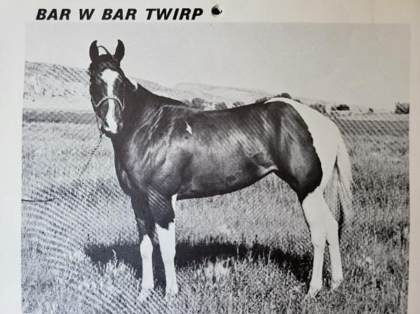 Bar W Bar Twirp, pinto mare