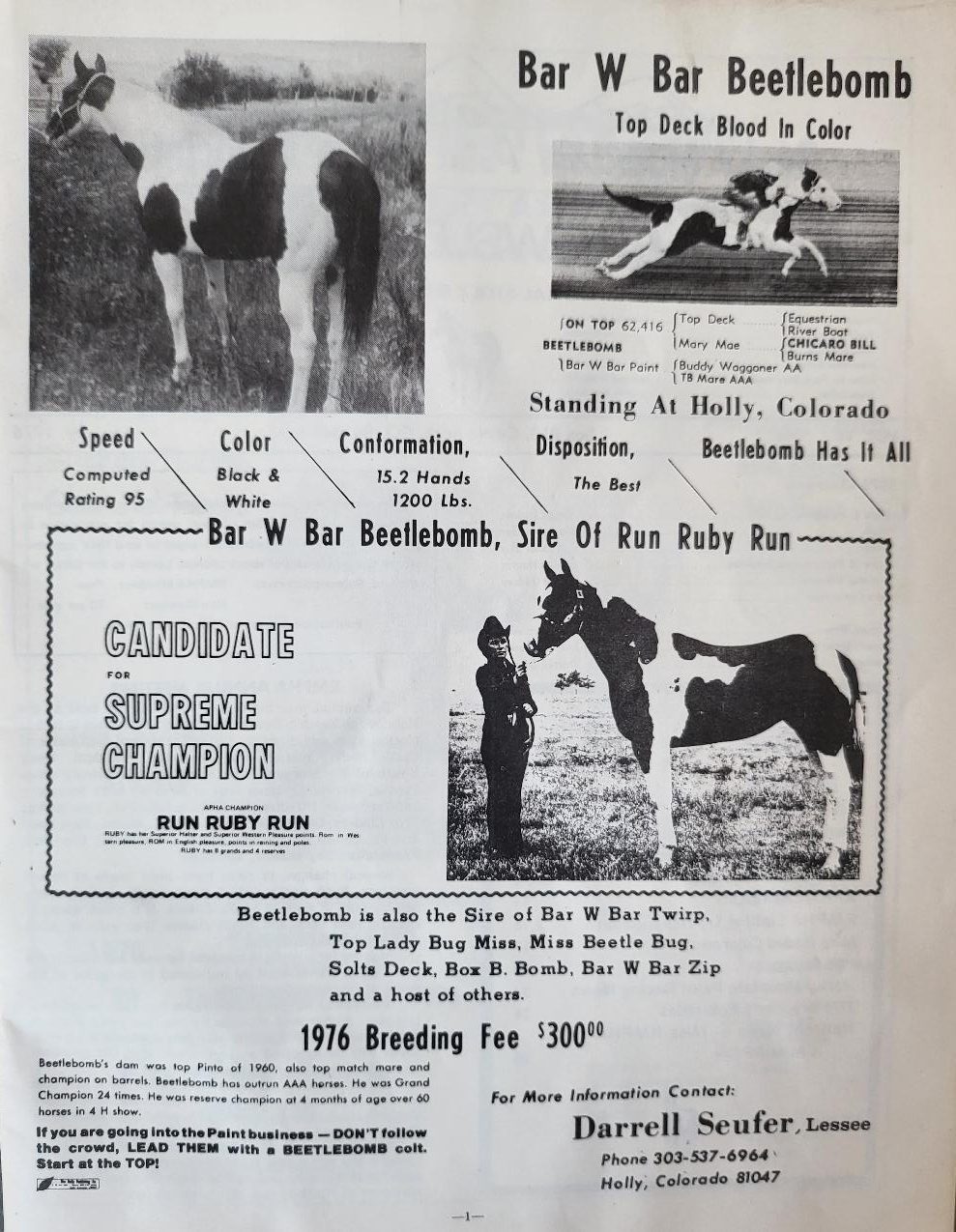 Ad from the breeder in Holly, Colorado that Beetlebomb was leased to in the mid-1970s
