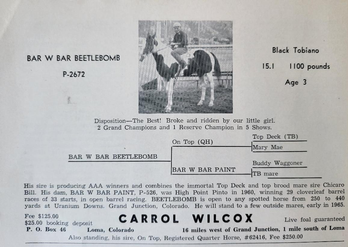 Bar W Bar Beetlebomb stud advertisement — Black Tobiano, 15.1 hands, 1100 pounds