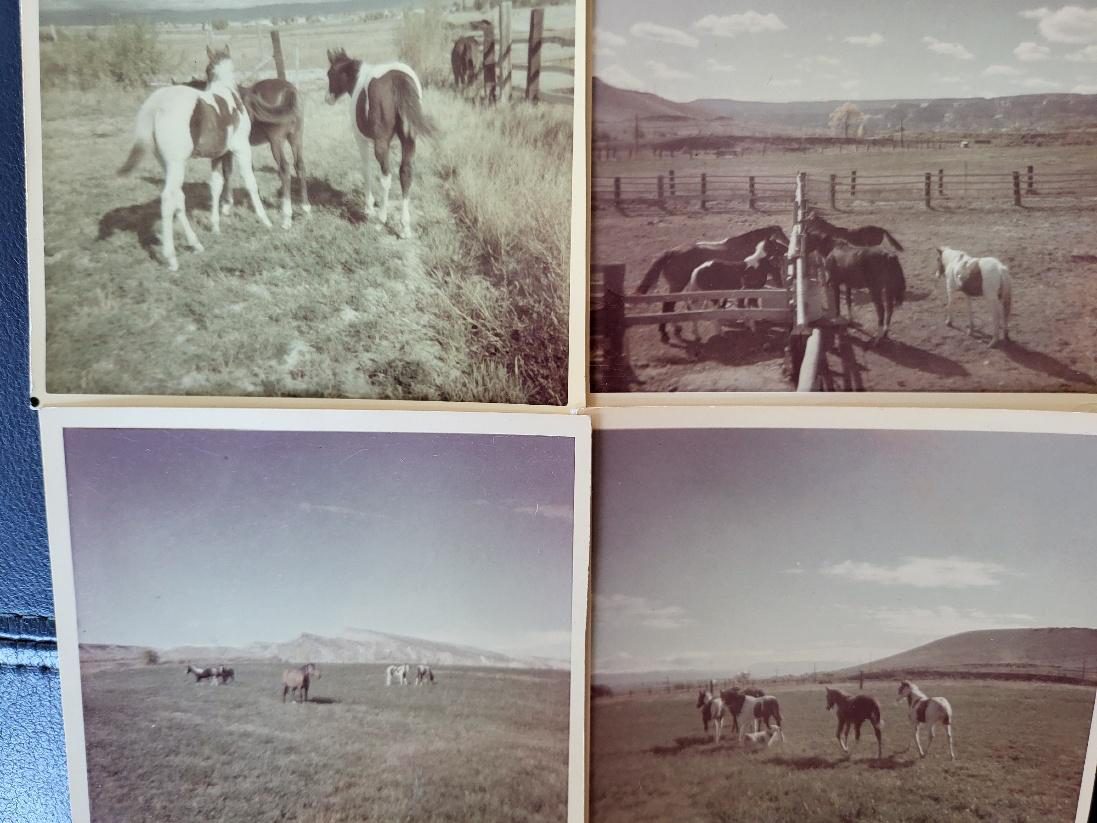Pintos and Quarter Horses in the Bar W Bar pastures