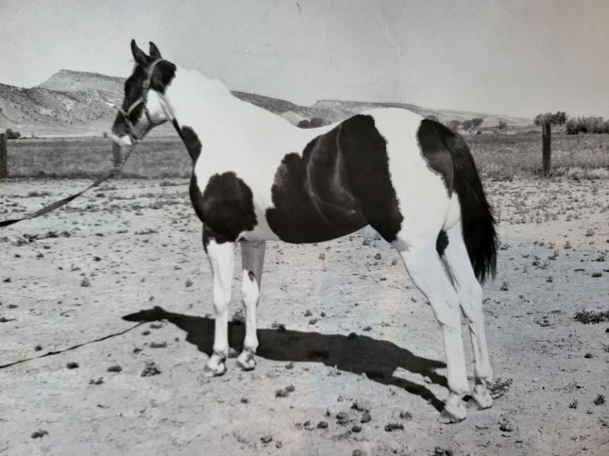 Horses and riders in the show ring
